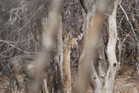 Sambar at Ranthambhore