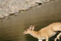 Axis deer at Ranthambhore