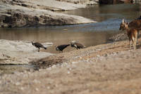 Peacocks and axis deer at Ranthambhore