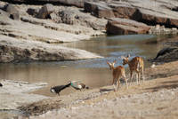 Peacocks and axis deer at Ranthambhore