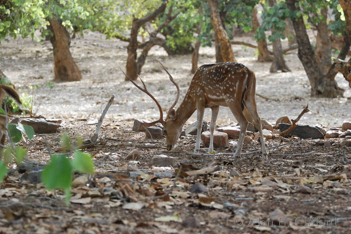 Axis deer at Ranthambhore