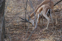 Blackbuck antelope (I think) at Ranthambhore