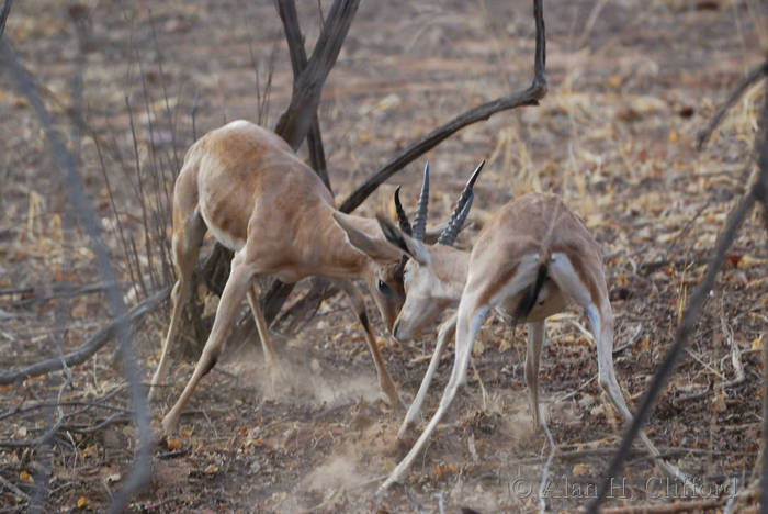 Blackbuck antelope (I think) at Ranthambhore