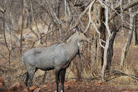 Nilgai antelope at Ranthambhore