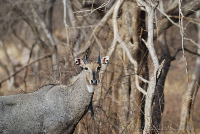 Nilgai antelope at Ranthambhore