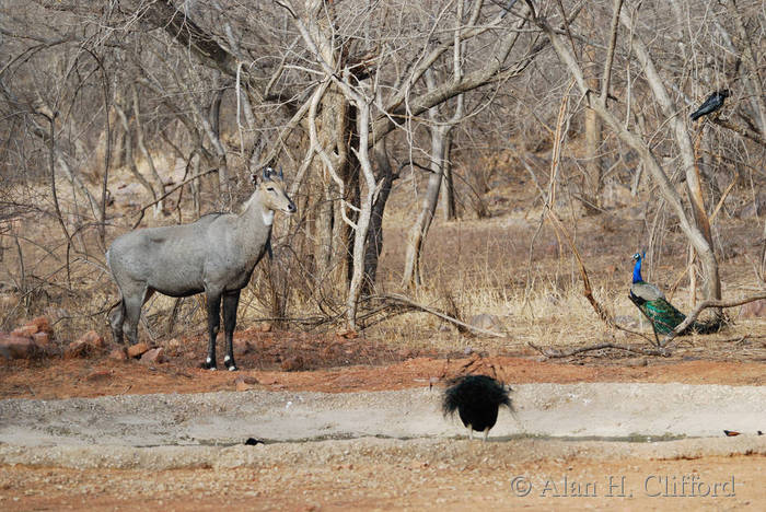 Nilgai antelope and peacock at Ranthambhore