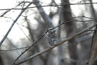 Owl at Ranthambhore