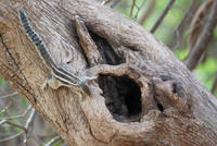 Five striped palm squirrel, Ranthambhore