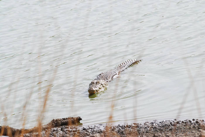 Crocodile at Rajbagh lake, Ranthambhore