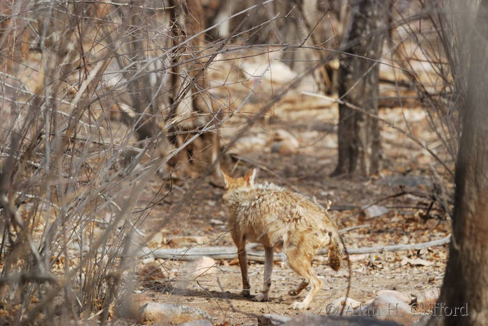 Jackal at Ranthambhore