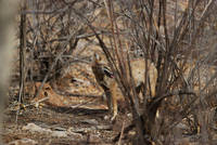 Jackal at Ranthambhore