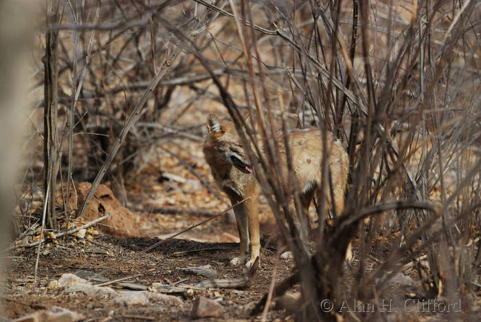 Jackal at Ranthambhore