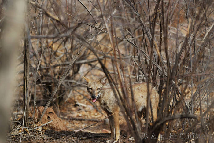 Jackal at Ranthambhore