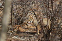 Jackal at Ranthambhore