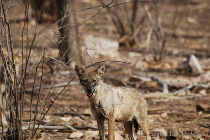 Jackal at Ranthambhore