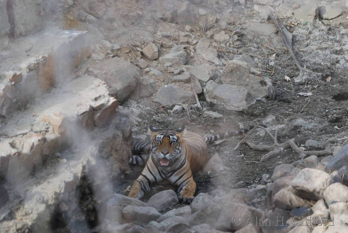 Tiger at Ranthambhore