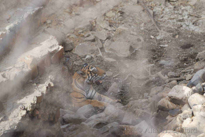 Tiger at Ranthambhore