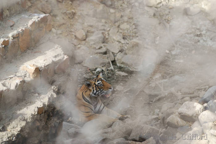 Tiger at Ranthambhore