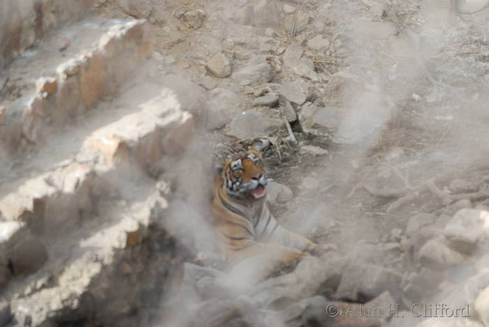 Tiger at Ranthambhore