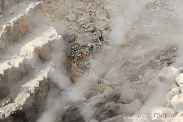 Tiger at Ranthambhore