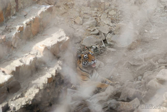 Tiger at Ranthambhore