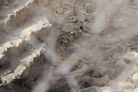 Tiger at Ranthambhore