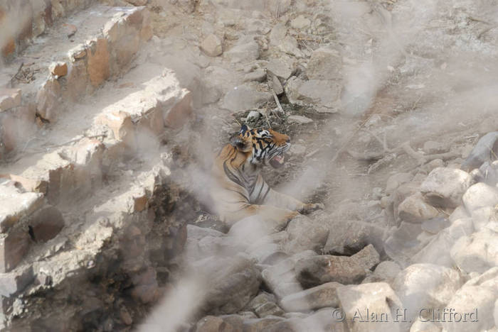 Tiger at Ranthambhore