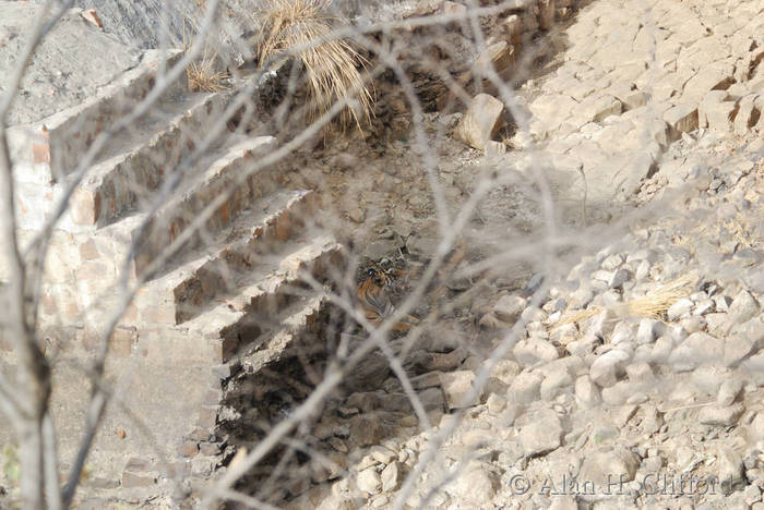 Tiger at Ranthambhore