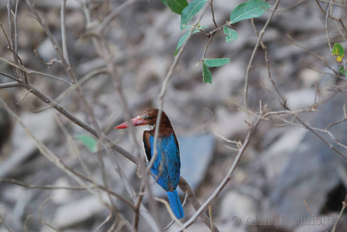 White throated kingfisher, Ranthambhore National Park