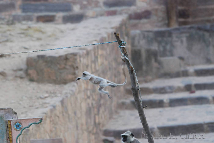 Monkey at Ranthambhore