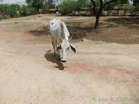 Feeding a cow with our banana skins on the way to Ranthambhore