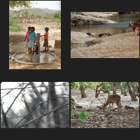 Ranthambhore