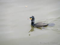 Cormorant at Putney