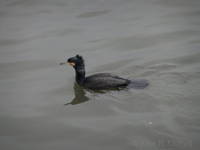 Cormorant at Putney