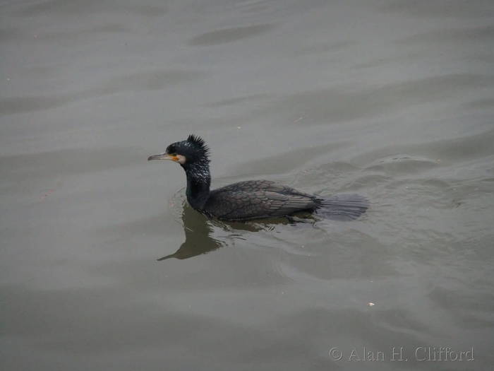 Cormorant at Putney