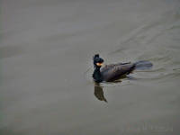 Cormorant at Putney