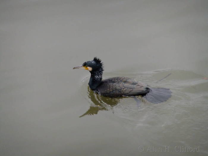 Cormorant at Putney