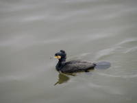 Cormorant at Putney