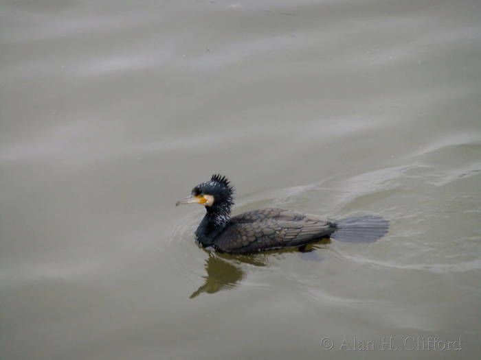 Cormorant at Putney