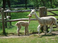 Llamas at Chilworth