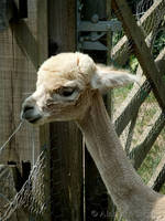 Baby Llama at Chilworth