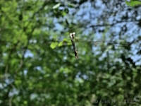 Hanging caterpillar