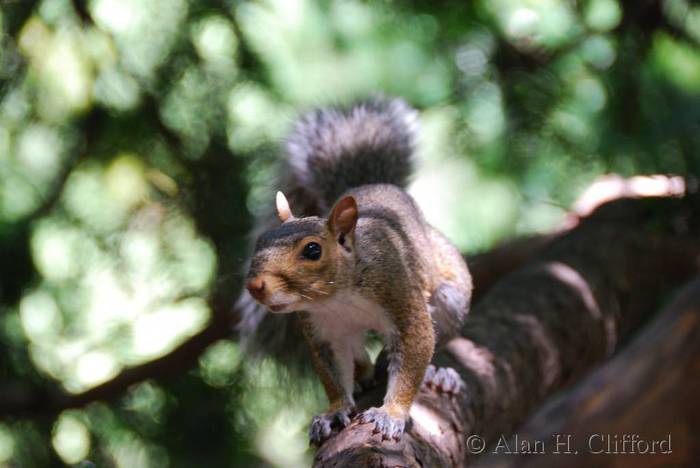 Squirrel near Cleopatra’s Needle