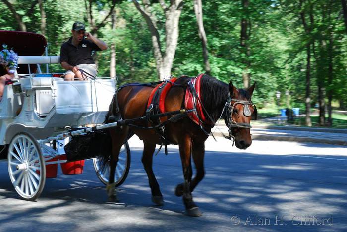 Horse and carriage on West Drive