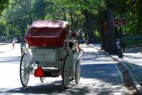 Horse and carriage on West Drive