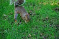 Squirrel in Central Park