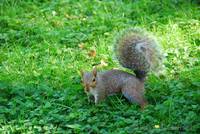 Squirrel in Central Park