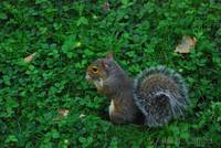 Squirrel in Central Park