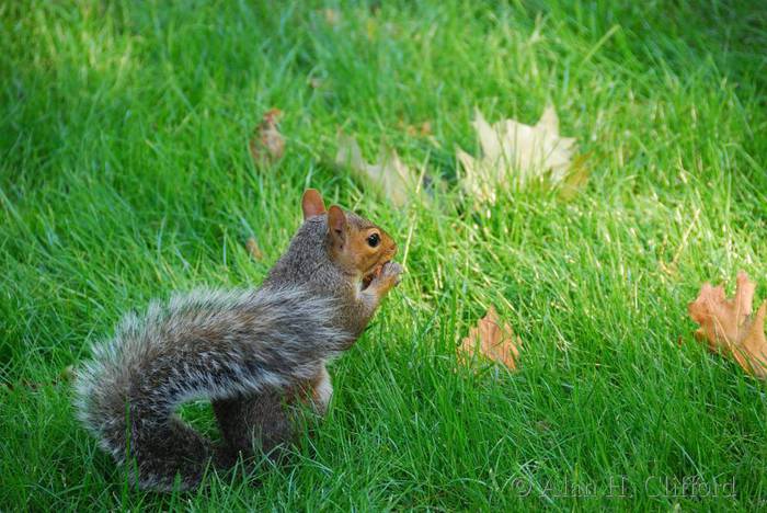 Squirrel in Central Park