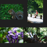 A walk in Central Park